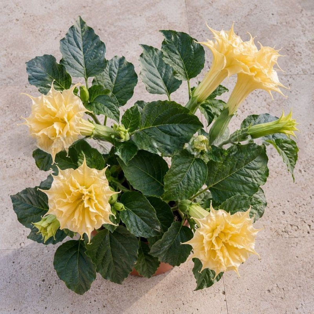 Дурман метеловиден Double Yellow - Datura metel - семена дурман - 5 бр.