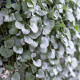 Сребърен дъжд – Dichondra emerals – отглеждане