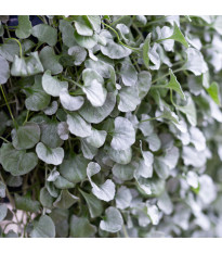 Сребърен дъжд – Dichondra emerals – отглеждане