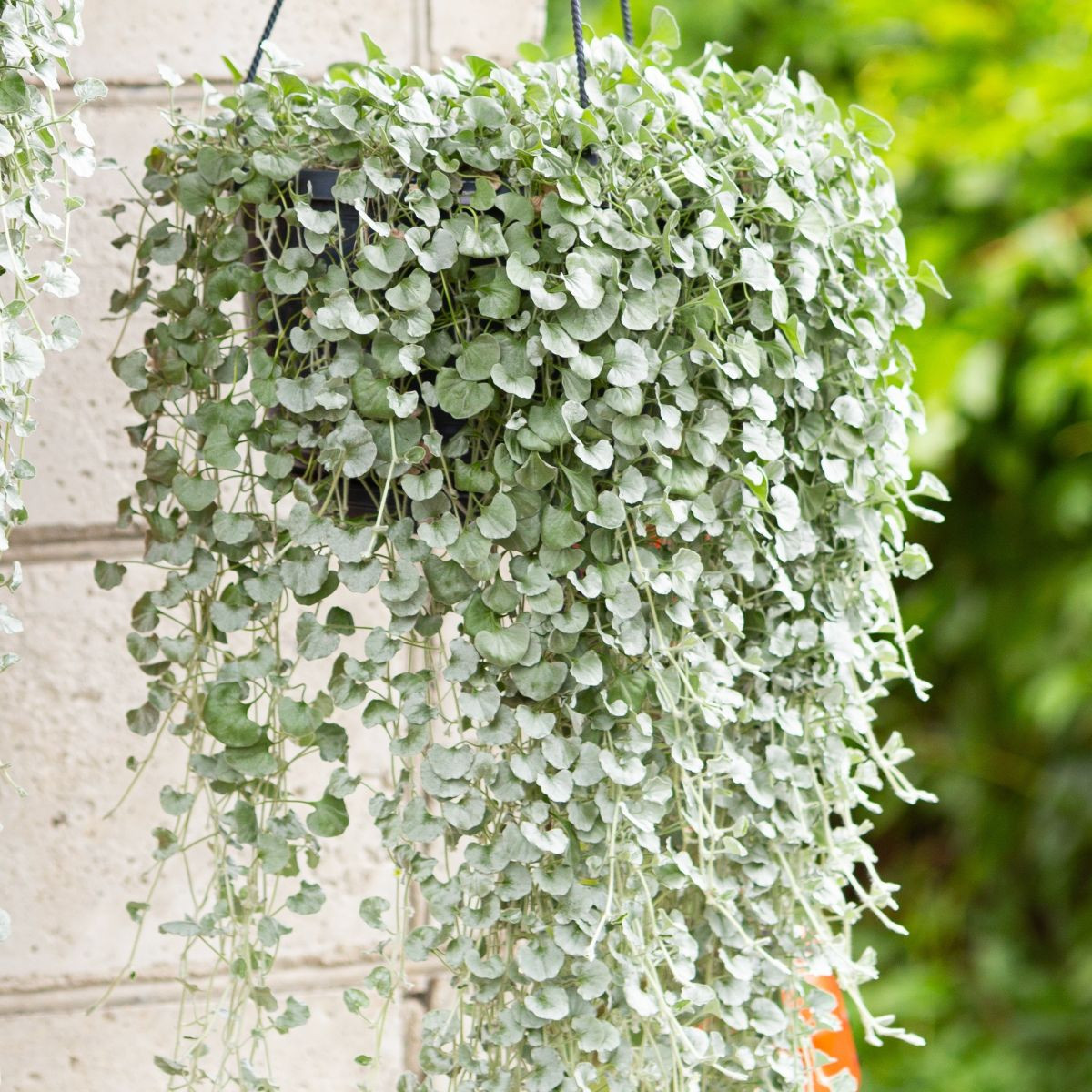 Сребърен дъжд – Dichondra emerals – отглеждане