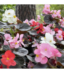 Бегония Nightlife Mix F1 – Begonia semperflorens – семена от бегония – 12 бр.