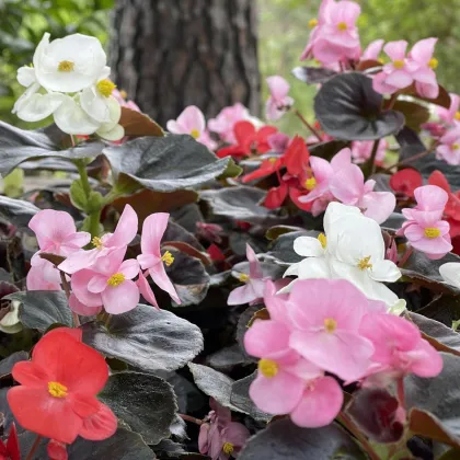 Бегония Nightlife Mix F1 – Begonia semperflorens – семена от бегония – 12 бр.