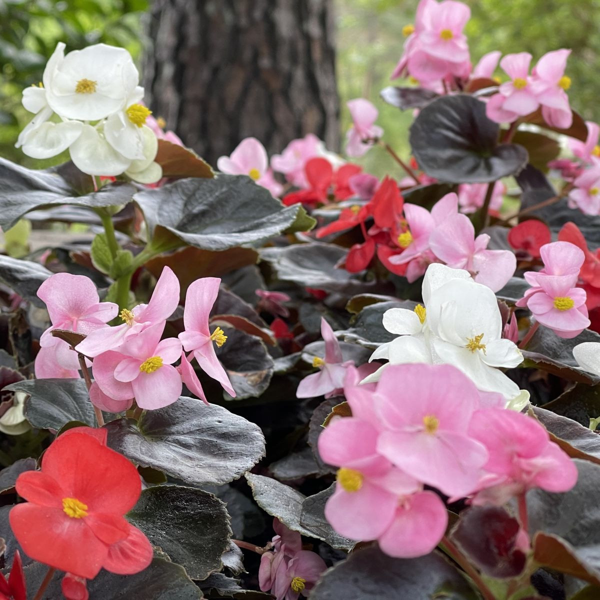 Бегония Nightlife Mix F1 – Begonia semperflorens – семена от бегония – 12 бр.