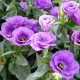 Eustoma Lilac F1 – Eustoma grandiflorum – семена от еустома – 12 бр.