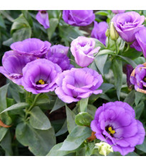 Eustoma Lilac F1 – Eustoma grandiflorum – семена от еустома – 12 бр.