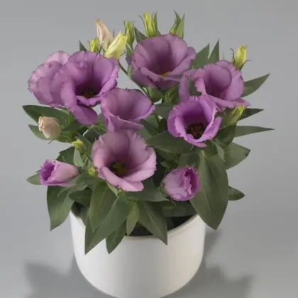Eustoma Lilac F1 – Eustoma grandiflorum – семена от еустома – 12 бр.