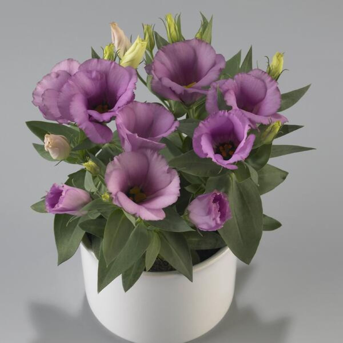 Eustoma Lilac F1 – Eustoma grandiflorum – семена от еустома – 12 бр.
