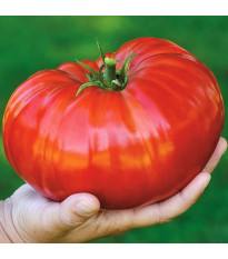Домат Gigantomo - Solanum lycopersicum - семена - 5 бр.