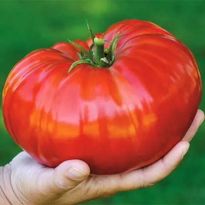 Домат Gigantomo - Solanum lycopersicum - семена - 5 бр.