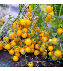Домат „Перлино“ жълт F1 – Solanum lycopersicum – семена от домати – 6 бр.