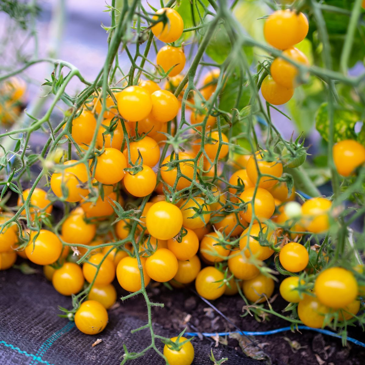 Домат „Перлино“ жълт F1 – Solanum lycopersicum – семена от домати – 6 бр.