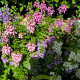 Ангелония теснолистна микс – Angelonia angustifolia – отглеждане