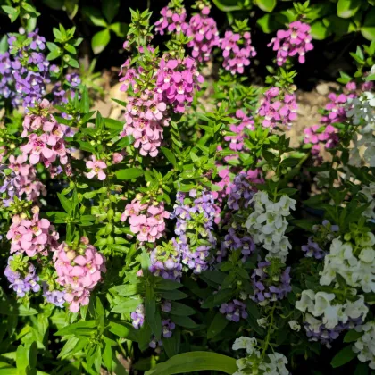 Ангелония теснолистна микс – Angelonia angustifolia – отглеждане