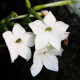 Тютюн „Саратога“ бял F1 – Nicotiana x alata – семена от тютюн – 30 бр.