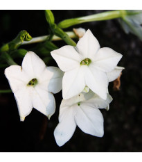 Тютюн „Саратога“ бял F1 – Nicotiana x alata – семена от тютюн – 30 бр.
