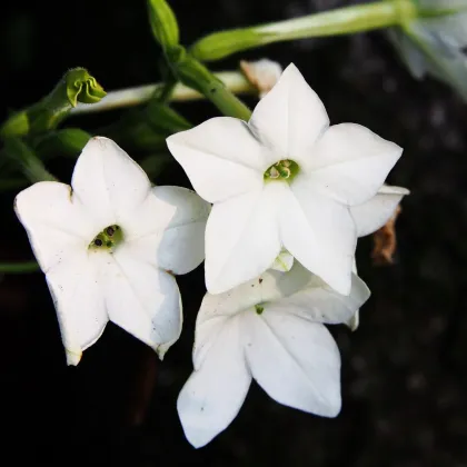 Тютюн „Саратога“ бял F1 – Nicotiana x alata – семена от тютюн – 30 бр.