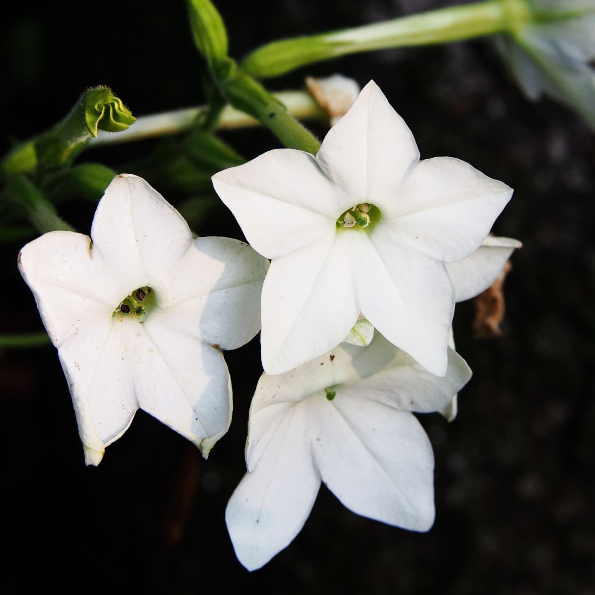 Тютюн „Саратога“ бял F1 – Nicotiana x alata – семена от тютюн – 30 бр.