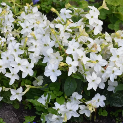 Тютюн „Саратога“ бял F1 – Nicotiana x alata – семена от тютюн – 30 бр.