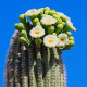 Saguaro - Свещников кактус - Carnegiea gigantea - семена на кактус - 5 бр.