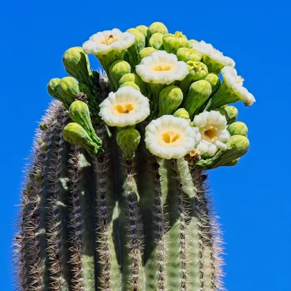 Saguaro - Свещников кактус - Carnegiea gigantea - семена на кактус - 5 бр.