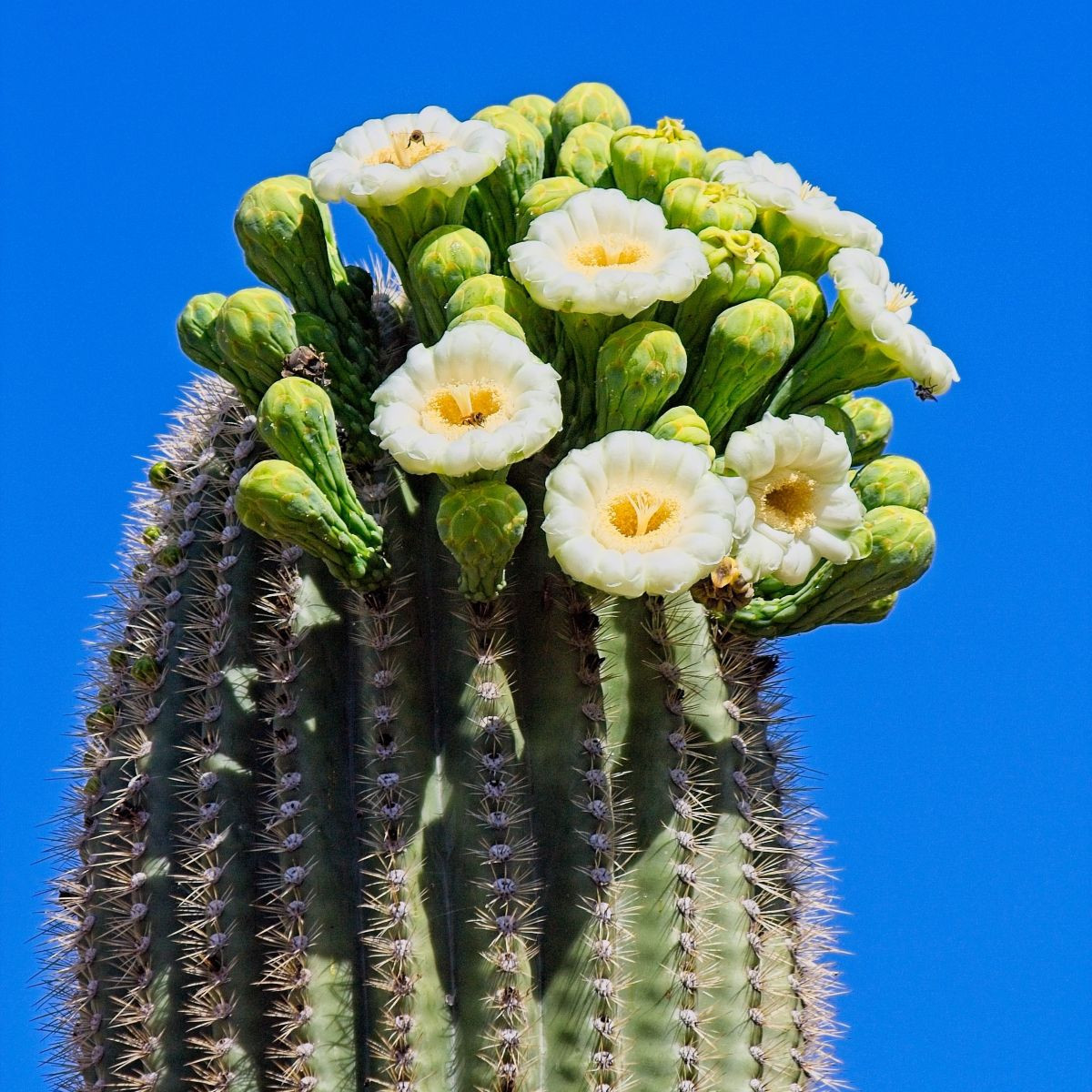 Saguaro - Свещников кактус - Carnegiea gigantea - семена на кактус - 5 бр.