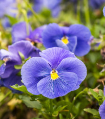 Виола Twix F1 Lavender Shades – Viola cornuta – семена от виола – 20 бр.