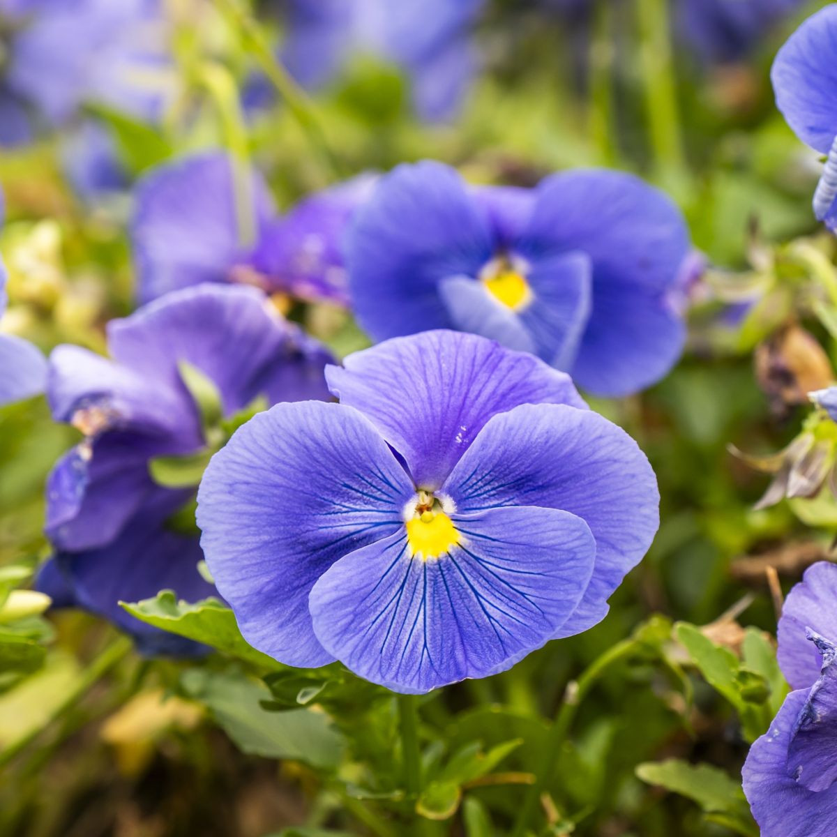 Виола Twix F1 Lavender Shades – Viola cornuta – семена от виола – 20 бр.