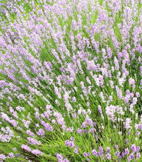 Лавандула лекарствена розова СПЕЦИАЛ - Lavandula angustifolia - семена лавандула - 15 бр.
