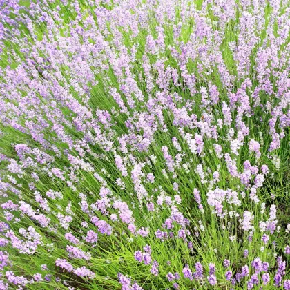 Лавандула лекарствена розова СПЕЦИАЛ - Lavandula angustifolia - семена лавандула - 15 бр.