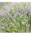 Лавандула лекарствена розова СПЕЦИАЛ - Lavandula angustifolia - семена лавандула - 15 бр.