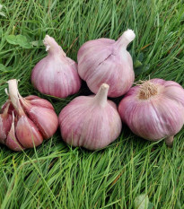 Чесън за засаждане „Скалка“ – Allium sativum – твърда сорт – чеснови глави – 1 опаковка