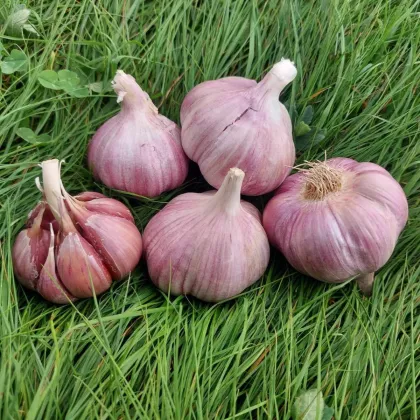 Чесън за засаждане „Скалка“ – Allium sativum – твърда сорт – чеснови глави – 1 опаковка