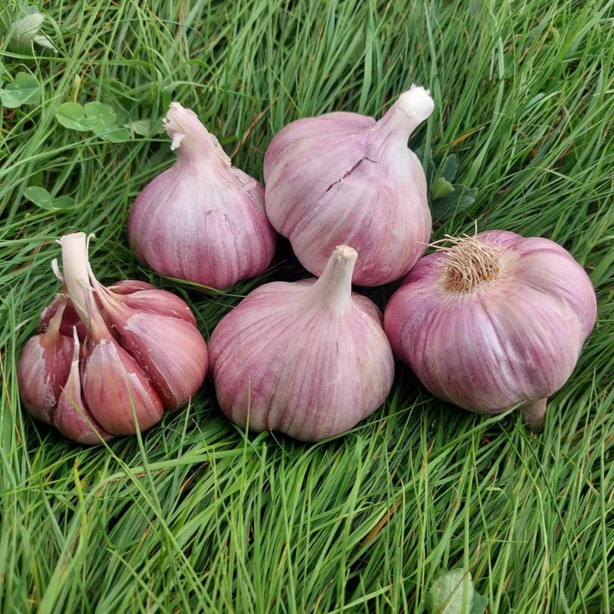 Чесън за засаждане „Скалка“ – Allium sativum – твърда сорт – чеснови глави – 1 опаковка