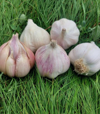 Чесън за засаждане „Матинка“ – Allium sativum – безцветен сорт – чеснови глави – 1 опаковка
