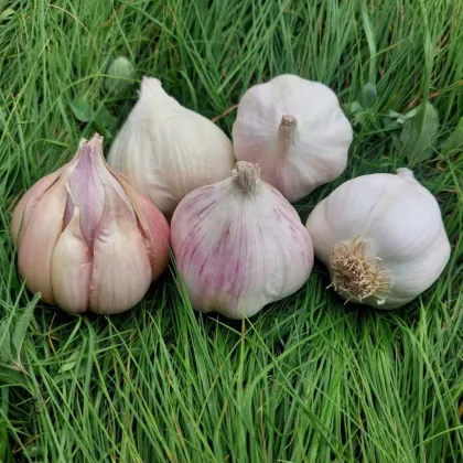 Чесън за засаждане „Матинка“ – Allium sativum – безцветен сорт – чеснови глави – 1 опаковка