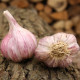 Садов чесън Slavin II - Allium sativum - твърд - 1 опаковка