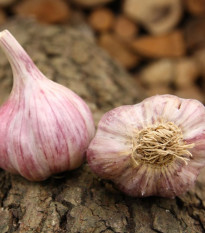 Садов чесън Slavin II - Allium sativum - твърд - 1 опаковка