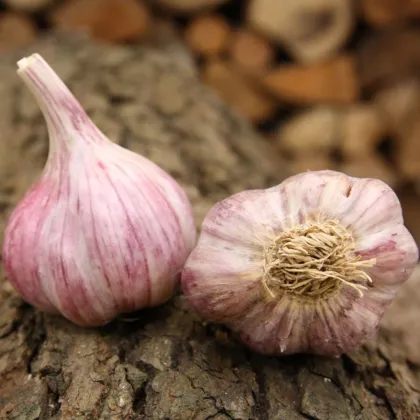 Садов чесън Slavin II - Allium sativum - твърд - 1 опаковка
