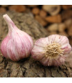 Садов чесън Slavin II - Allium sativum - твърд - 1 опаковка