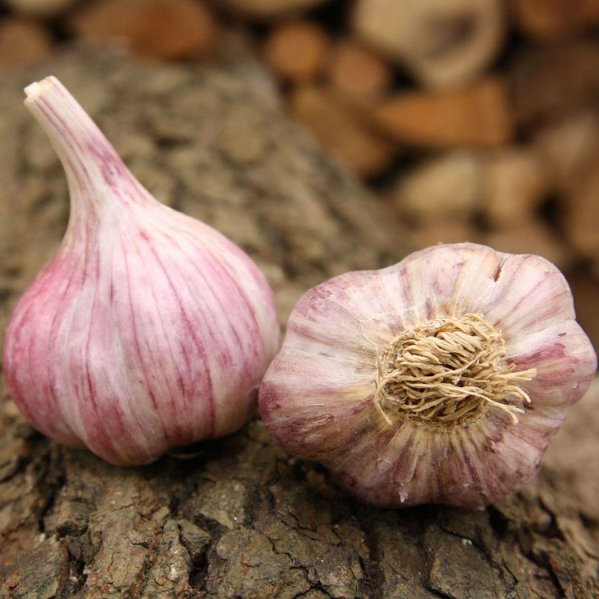 Садов чесън Slavin II - Allium sativum - твърд - 1 опаковка