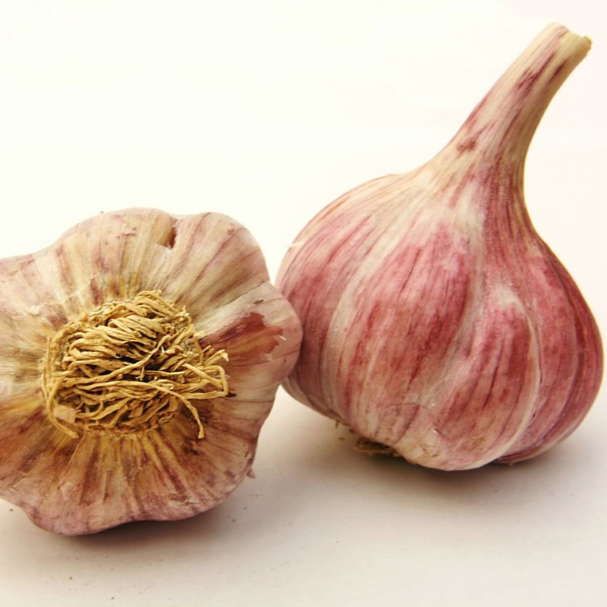 Садов чесън Slavin II - Allium sativum - твърд - 1 опаковка