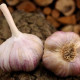 Садов чесън Векан - Allium sativum - твърдостеблен - 1 опаковка