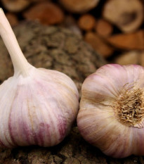 Садов чесън Векан - Allium sativum - твърдостеблен - 1 опаковка