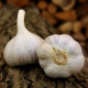 Садов чесън Bjetin - Allium sativum - зимен стрелкуващ - луковици чесън - 1 опаковка