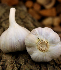Садов чесън Bjetin - Allium sativum - зимен стрелкуващ - луковици чесън - 1 опаковка