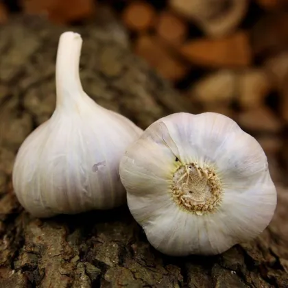 Садов чесън Bjetin - Allium sativum - зимен стрелкуващ - луковици чесън - 1 опаковка