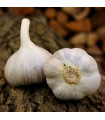 Садов чесън Bjetin - Allium sativum - зимен стрелкуващ - луковици чесън - 1 опаковка