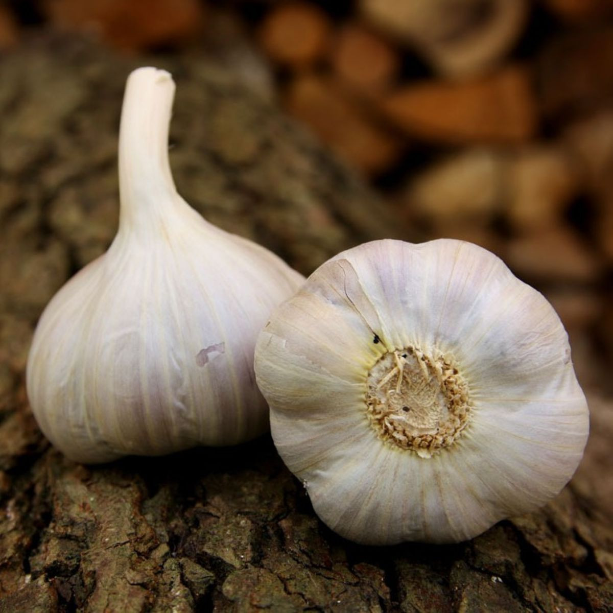 Садов чесън Bjetin - Allium sativum - зимен стрелкуващ - луковици чесън - 1 опаковка