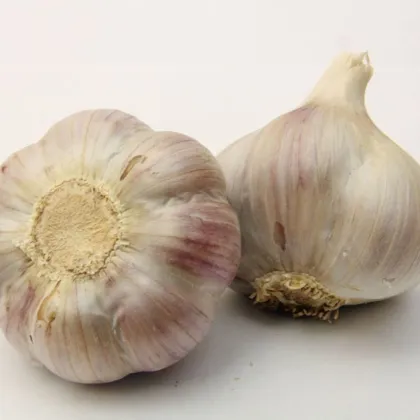 Садов чесън Bjetin - Allium sativum - зимен стрелкуващ - луковици чесън - 1 опаковка