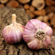 Садов чесън Havran - Allium sativum - зимен стрелкуващ - 1 опаковка
